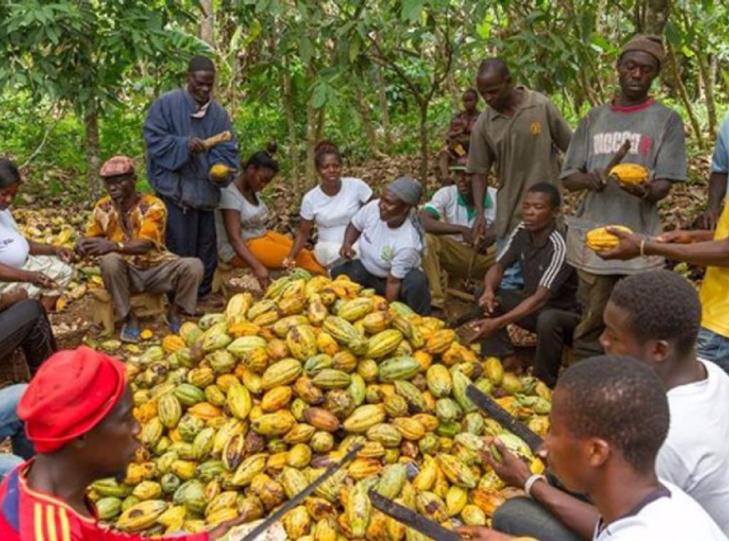 Minority Caucus calls for urgent support to Slsave Ghana's Cocoa industry
