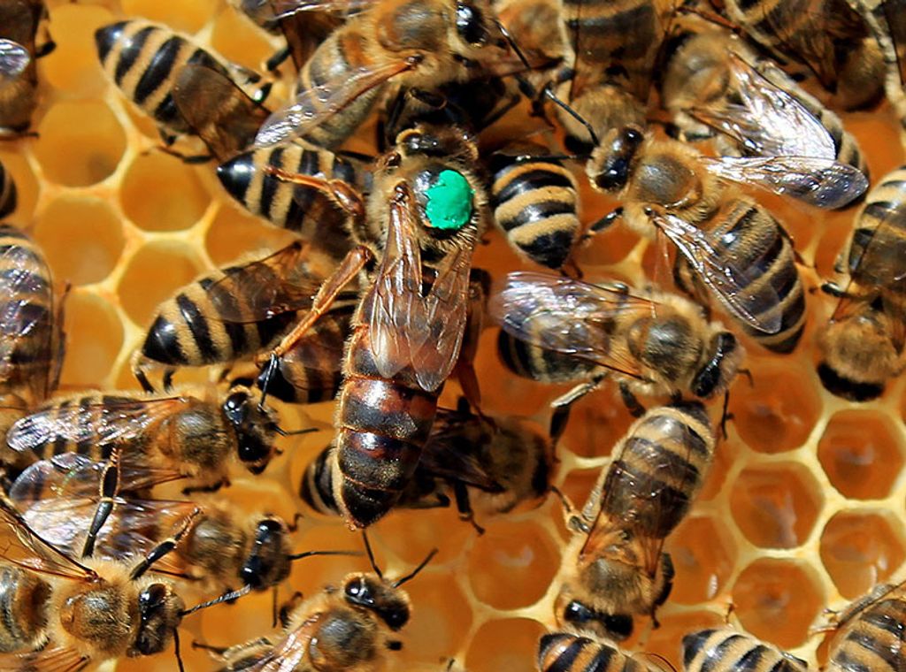 A/R: Kwaadwamena community attacked by mysterious bees; livestock dead