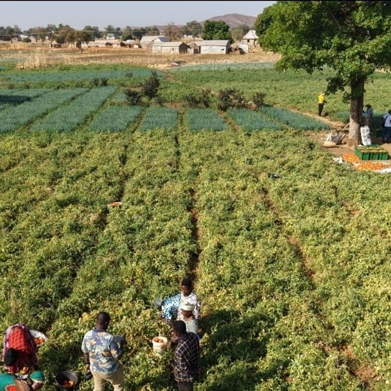 FSRP-backed initiative boosts tomato supply with 240-tonne harvest
