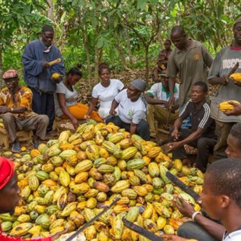 Minority Caucus calls for urgent support to Slsave Ghana's Cocoa industry