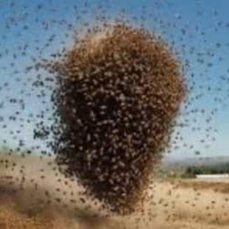 C/R: 3 year old boy dies in bee attack in Agona Swedru, Wawase